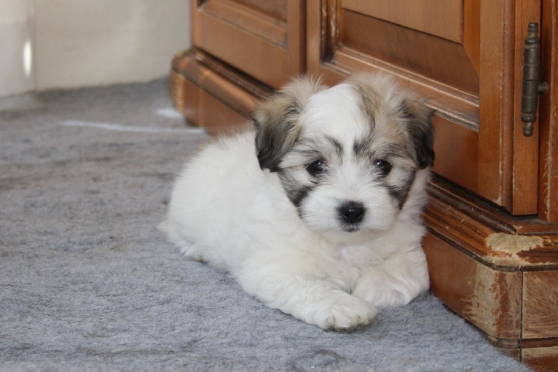 Du Monde d'Hadrass - Coton de Tulear - Portée née le 10/04/2015